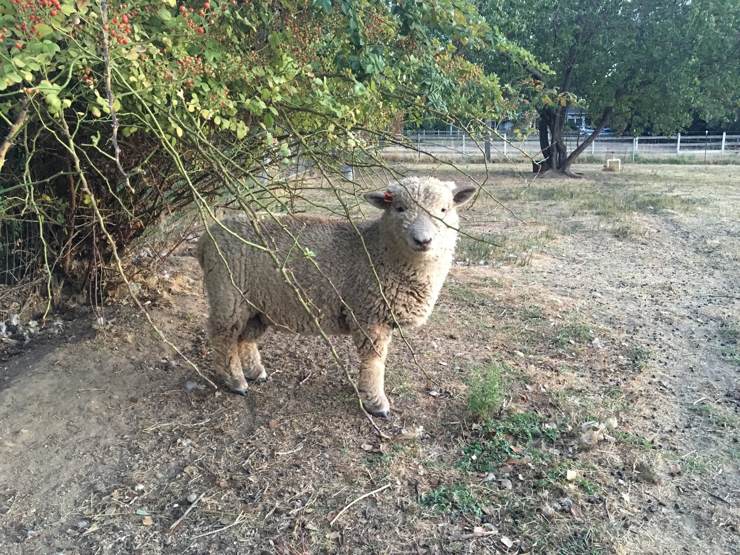 Lambing Season is Coming!