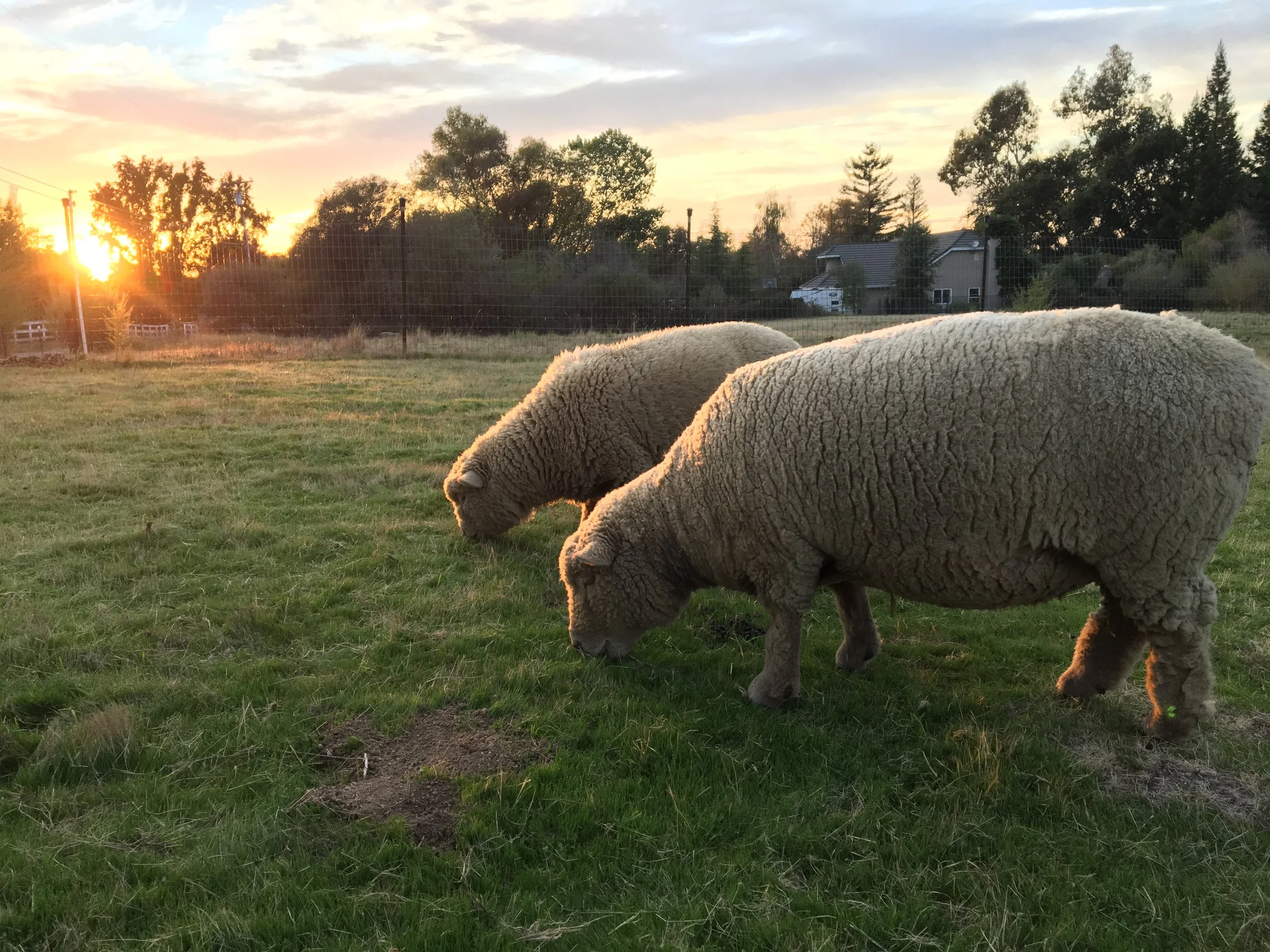The Start of Sheep Breeding Season