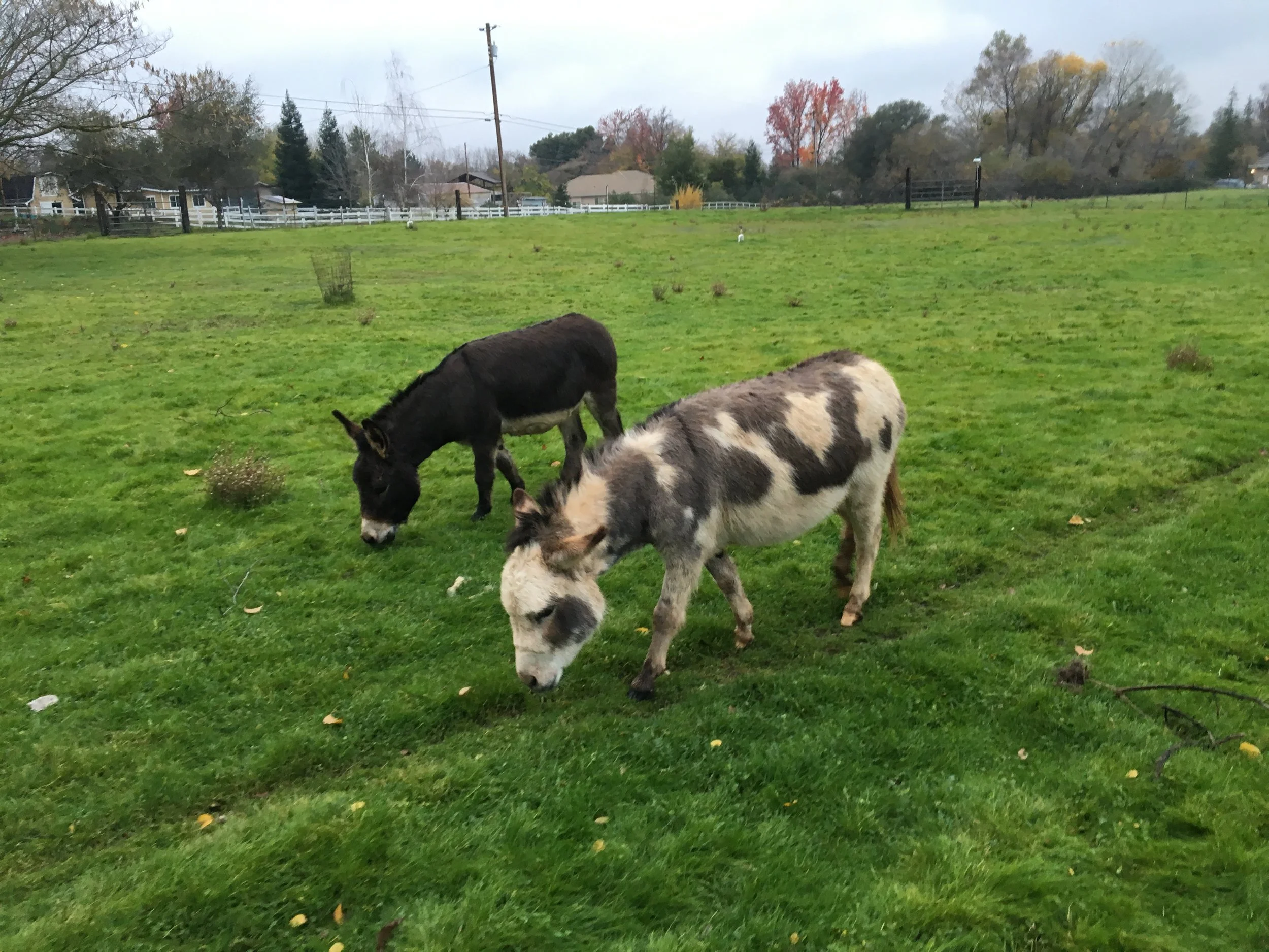 Winter Projects and Our Donkeys Return!