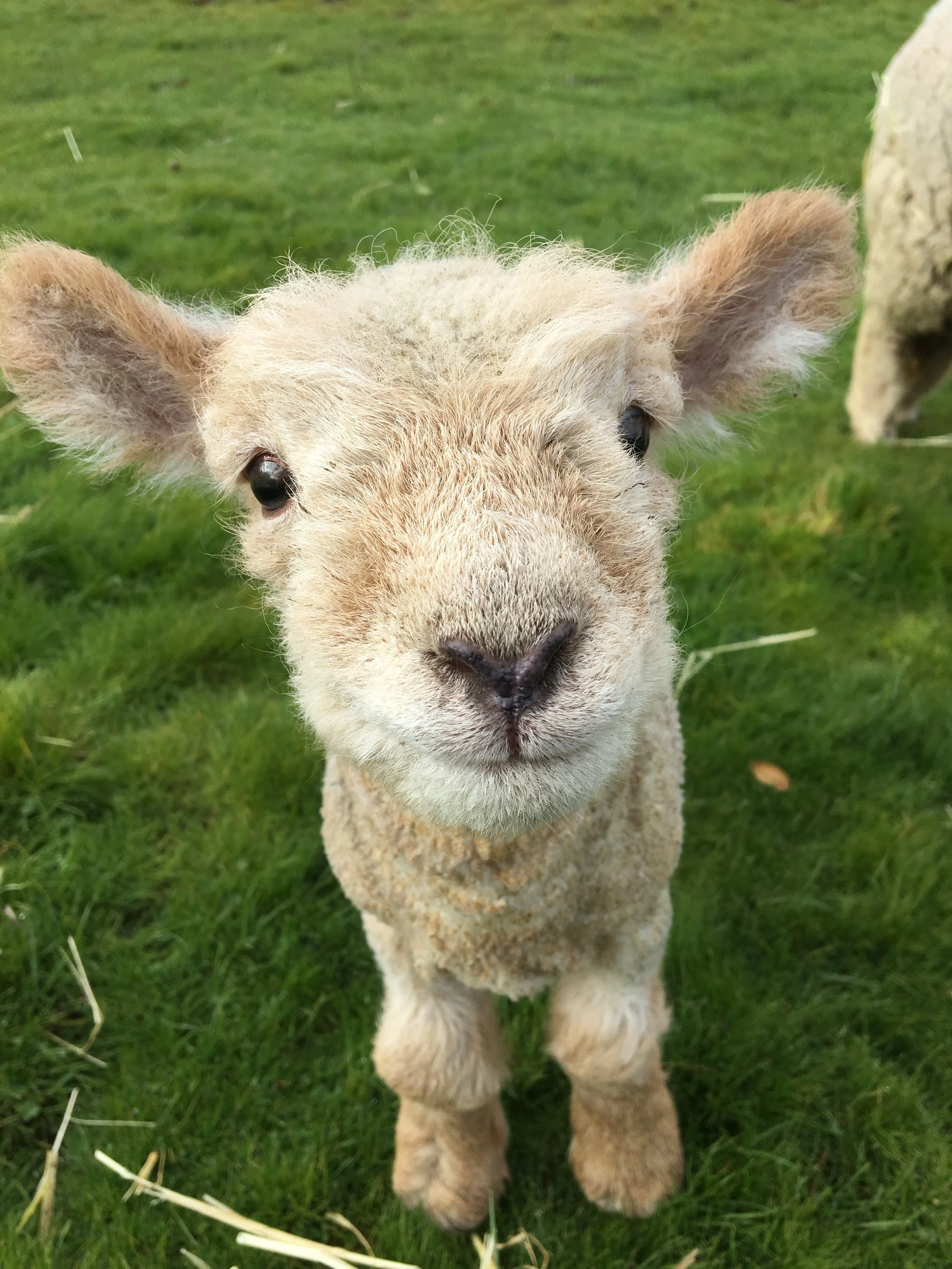 End of Lambing Season 2017