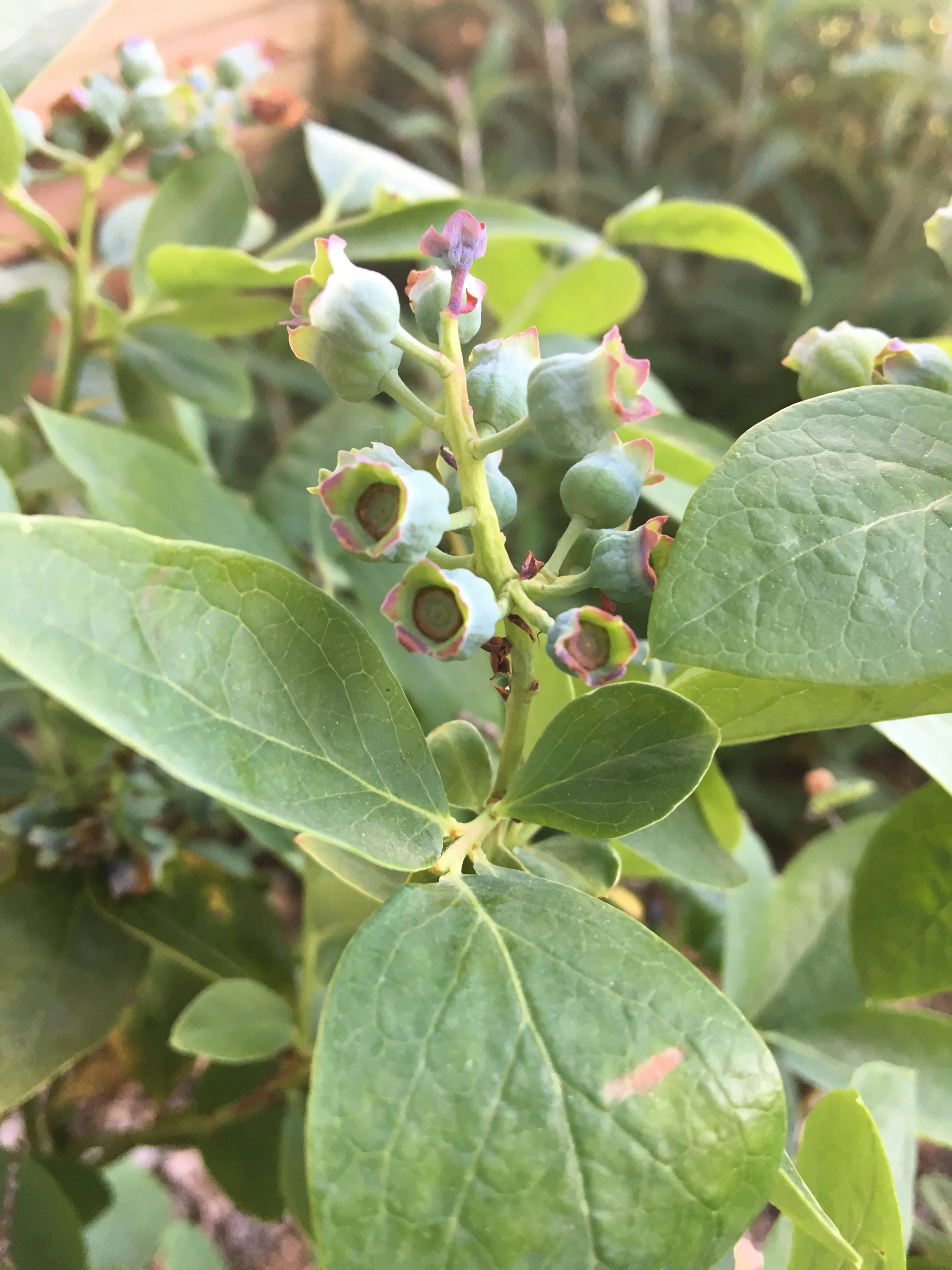 Blueberries