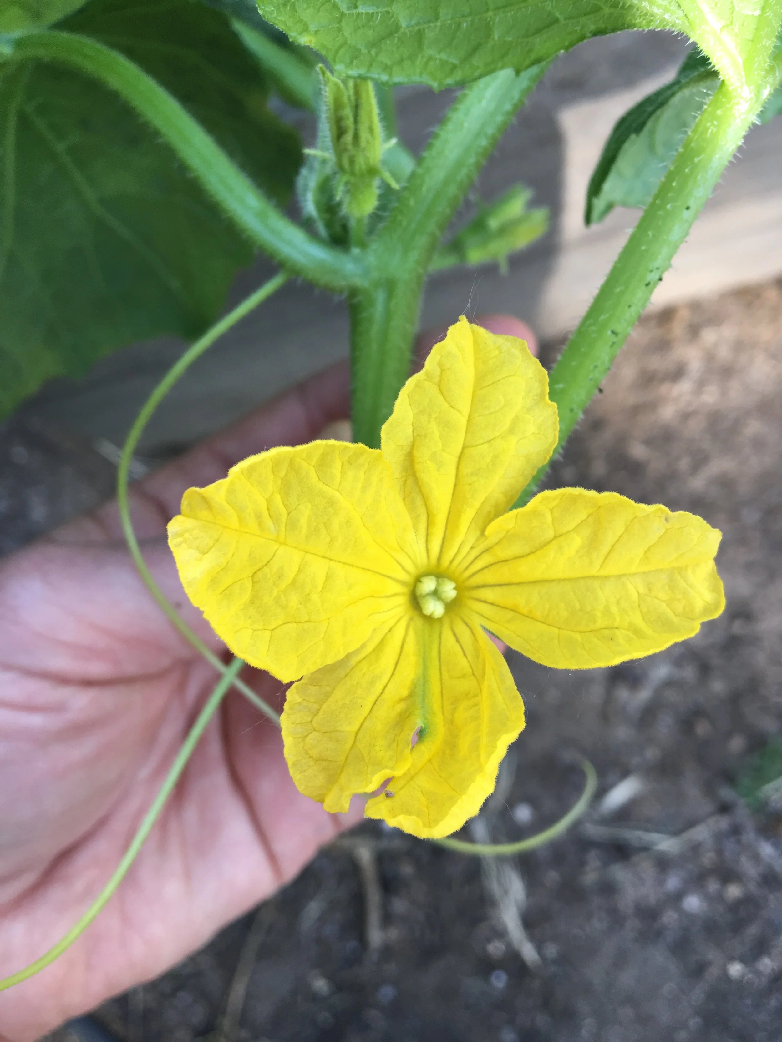 Cucumber blossom