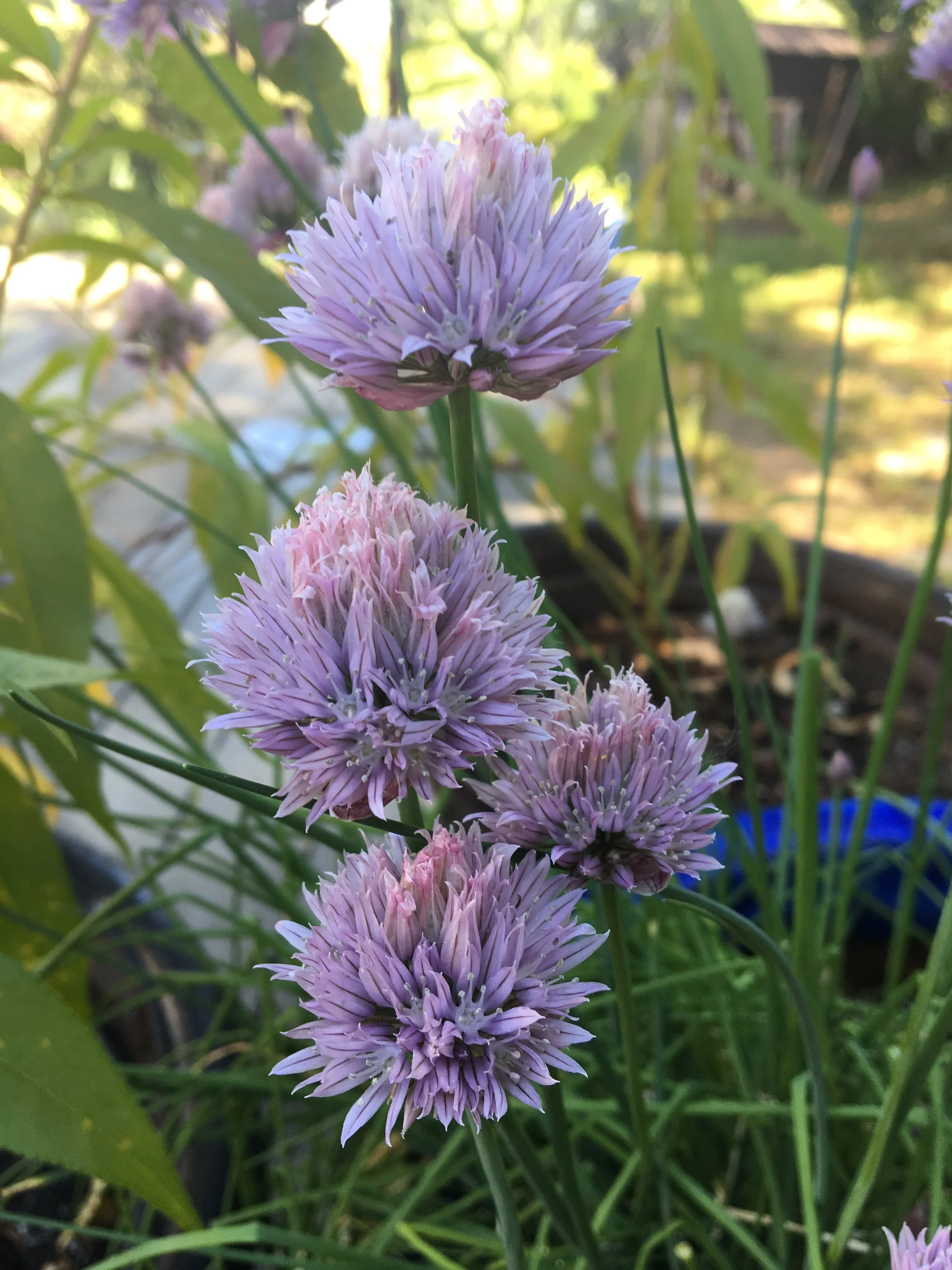 Chive blossoms