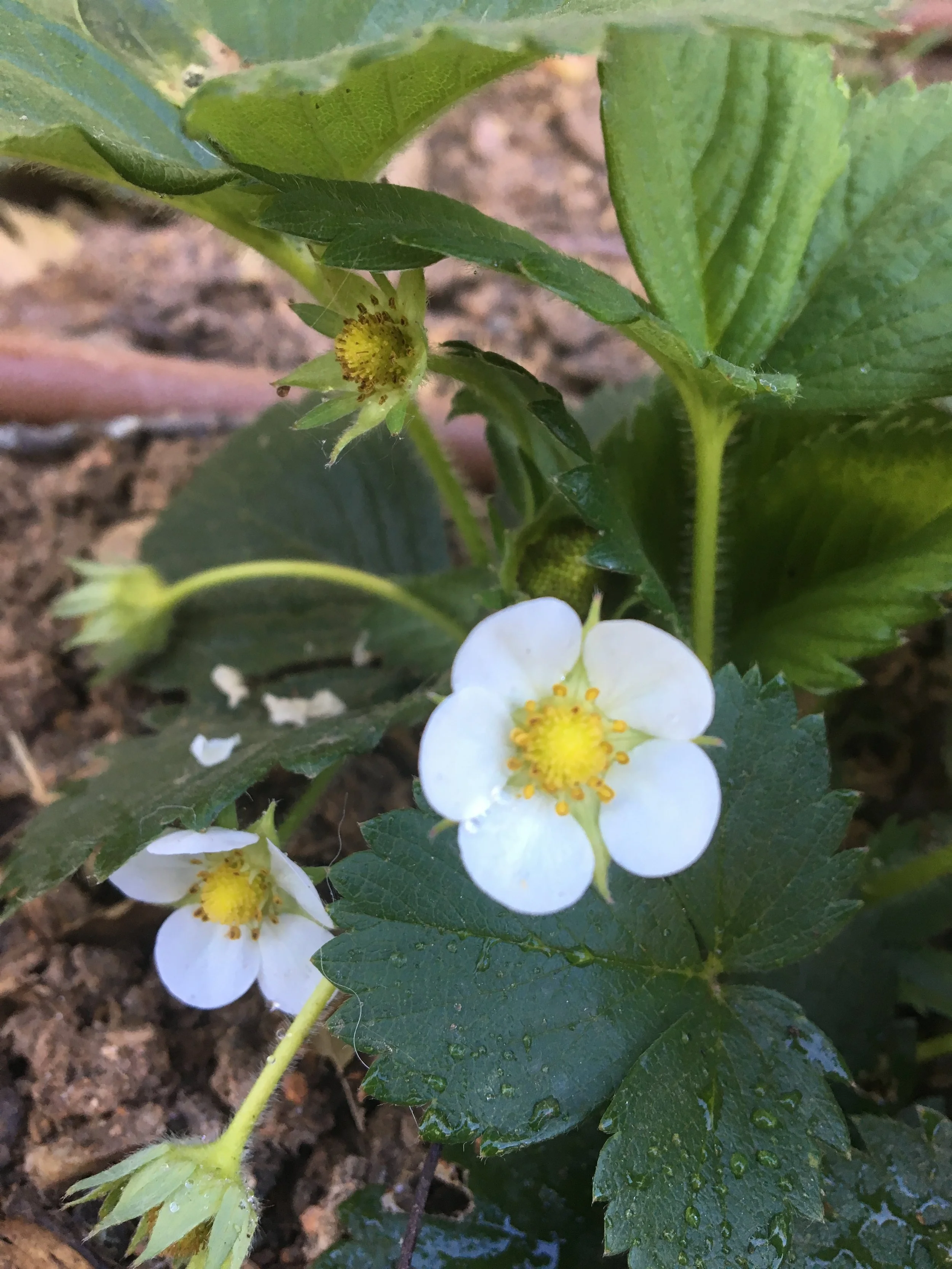 Strawberry blossoms