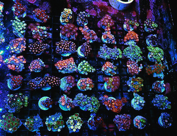 zoas 1.jpg
