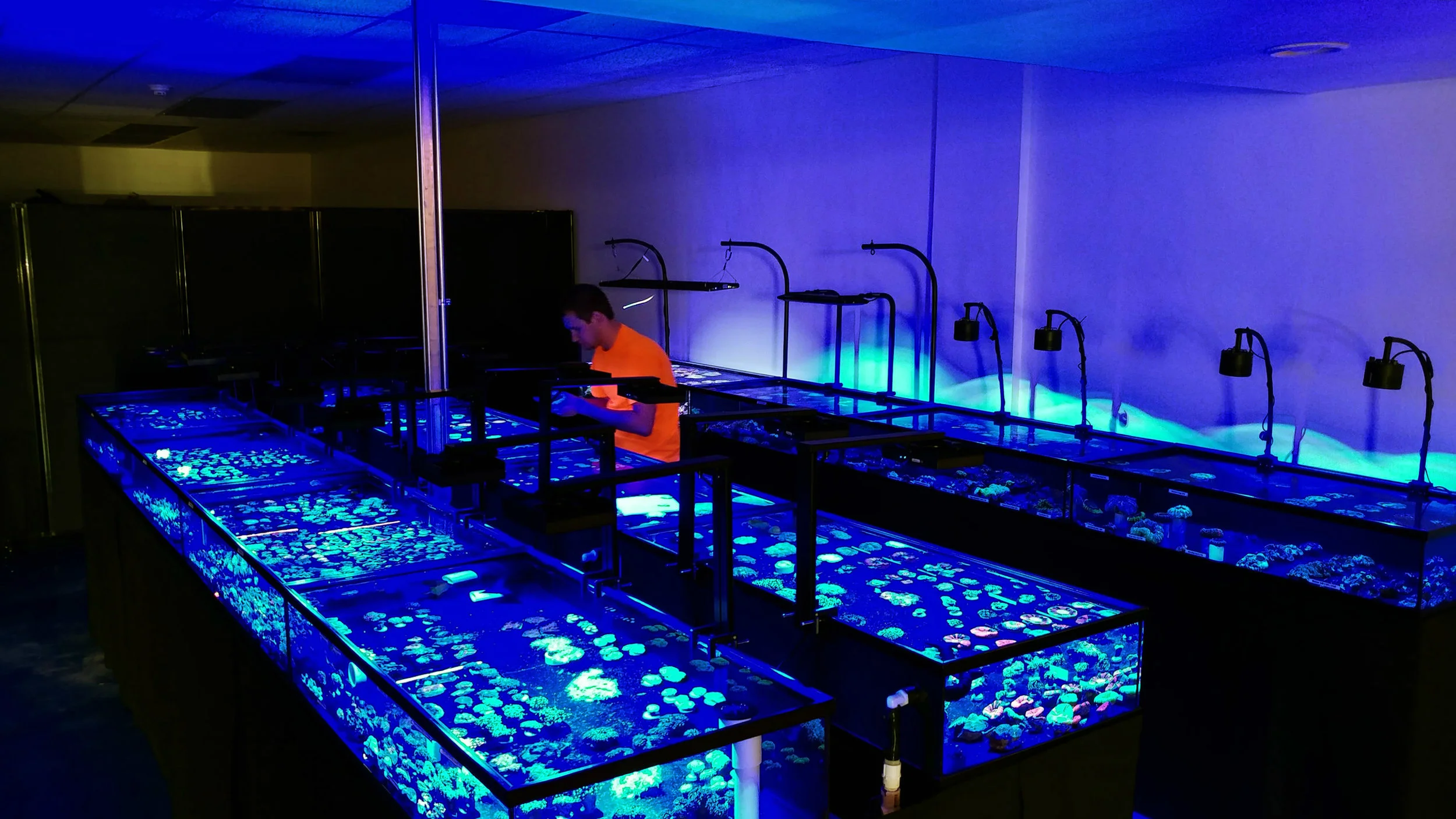 BLC - Coral Systems.jpg