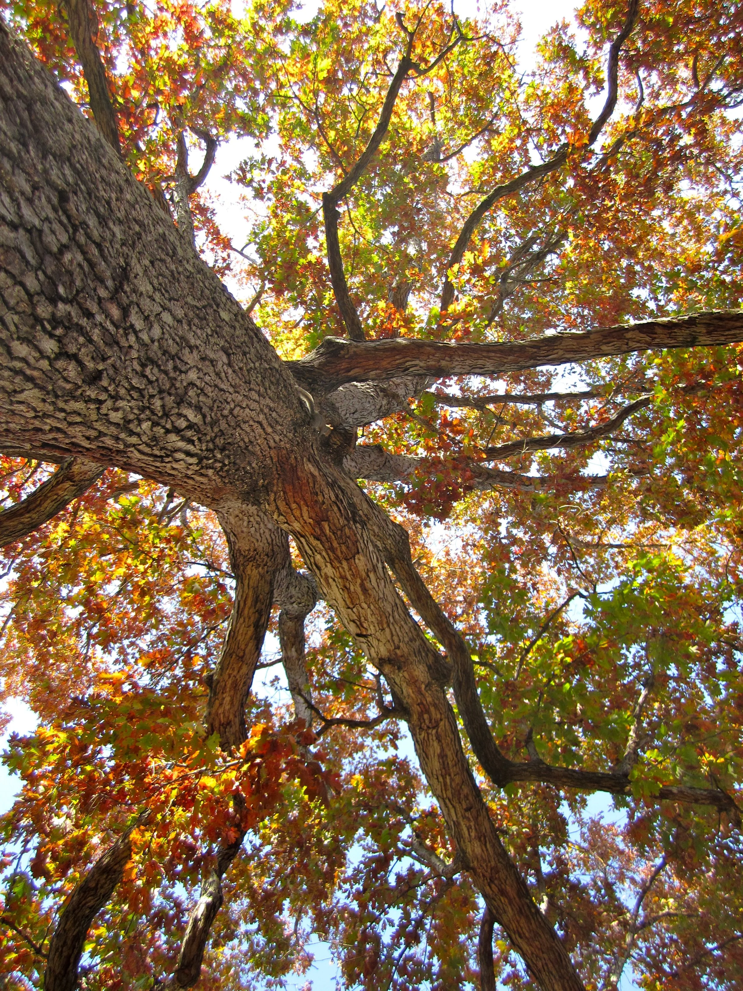 Autumn Oak Tree