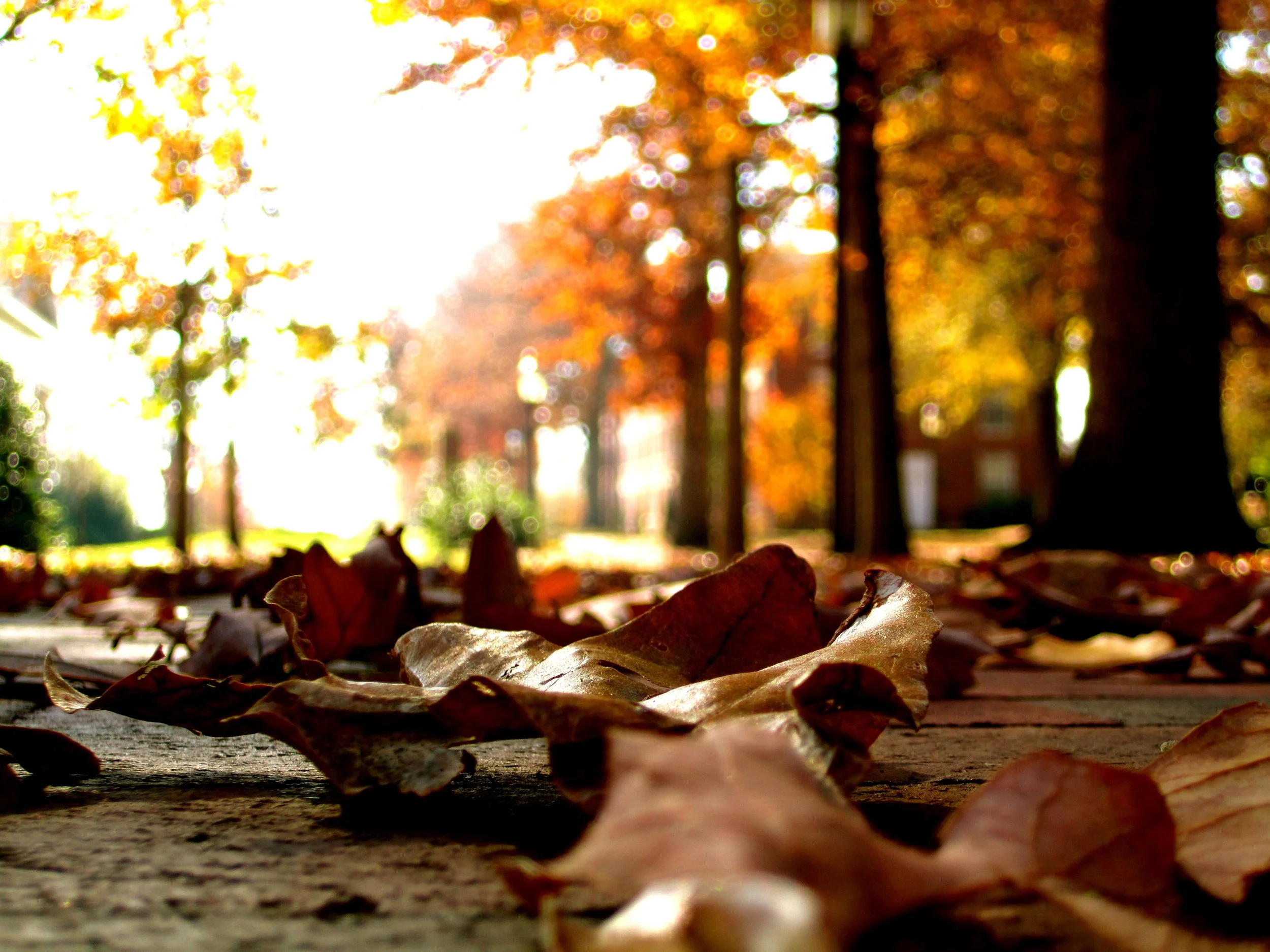 Brick Pathways and Leaves