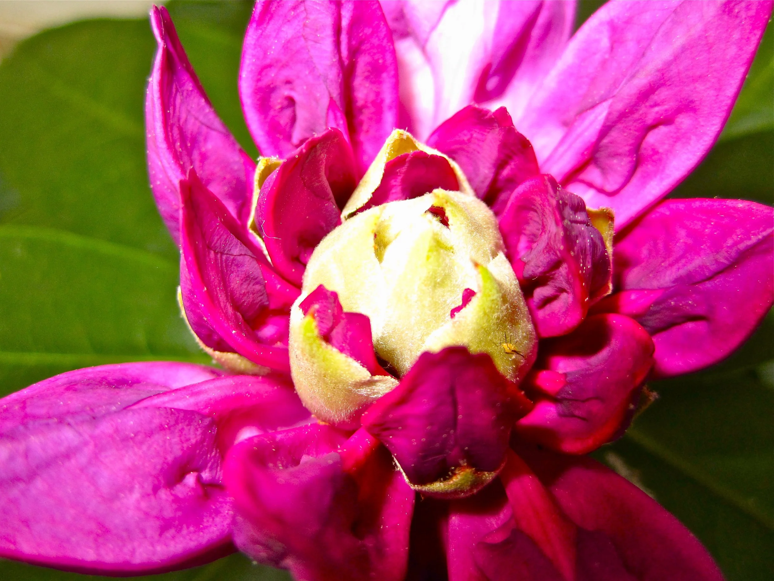 Macro Image of Fuschia Flower