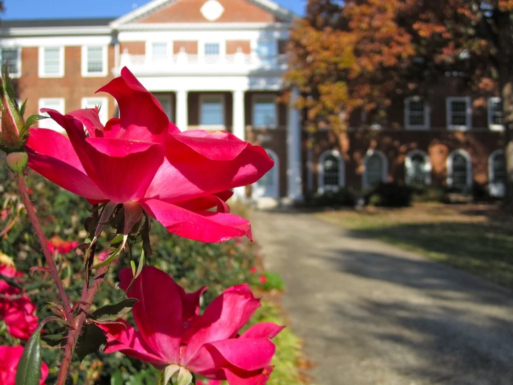Alamance Rose - Elon University