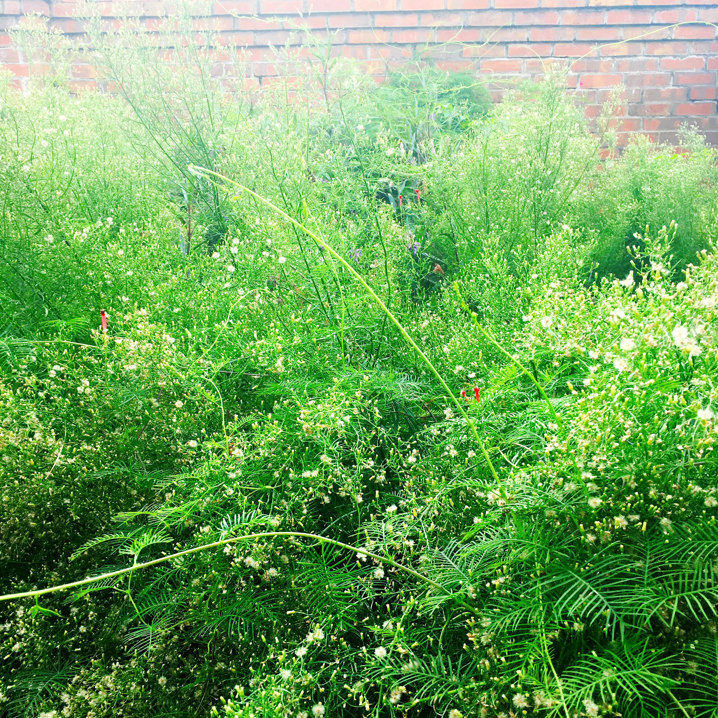 The Blessing in the Weeds