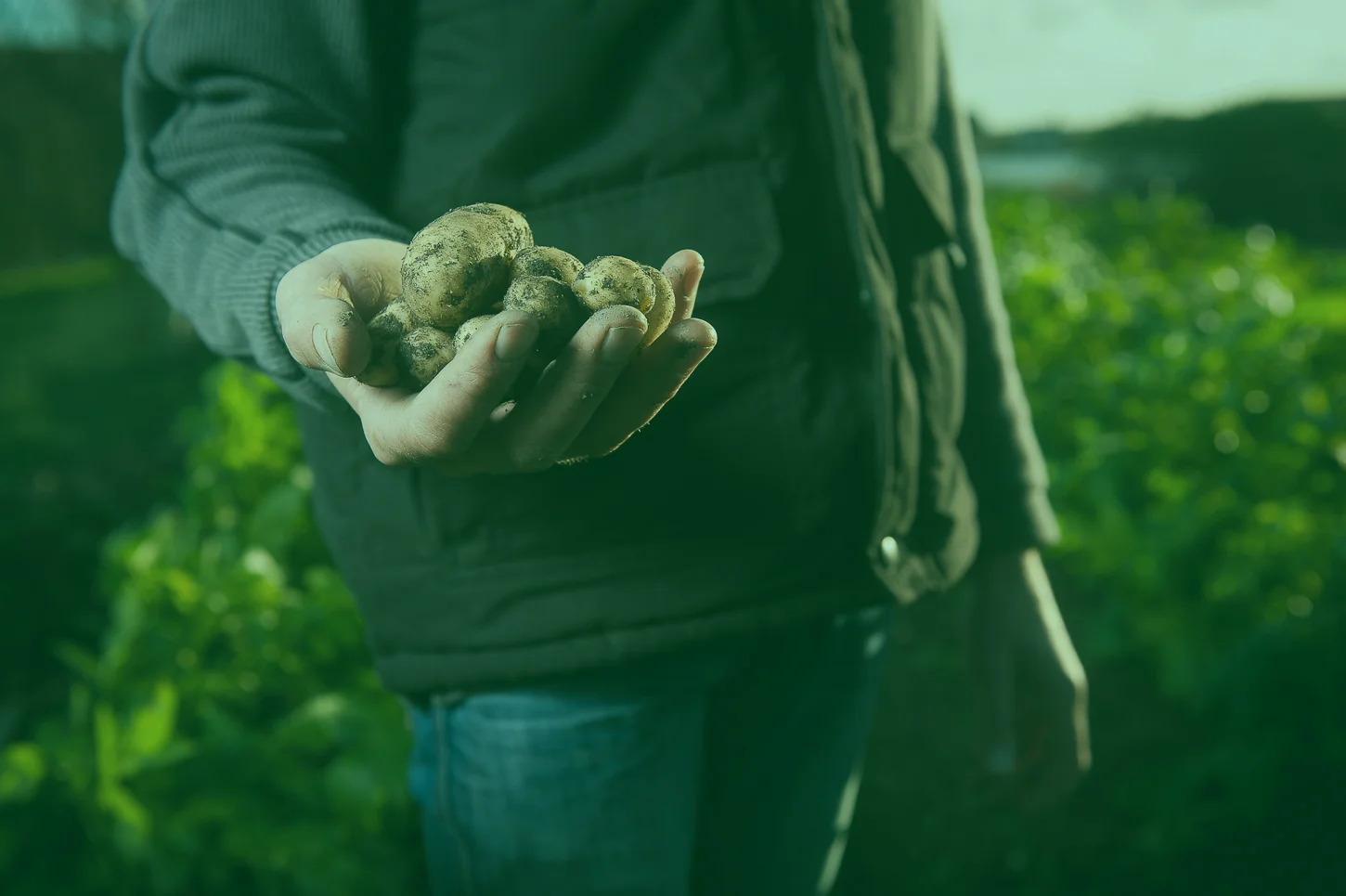 Potato(Green)Web.jpg