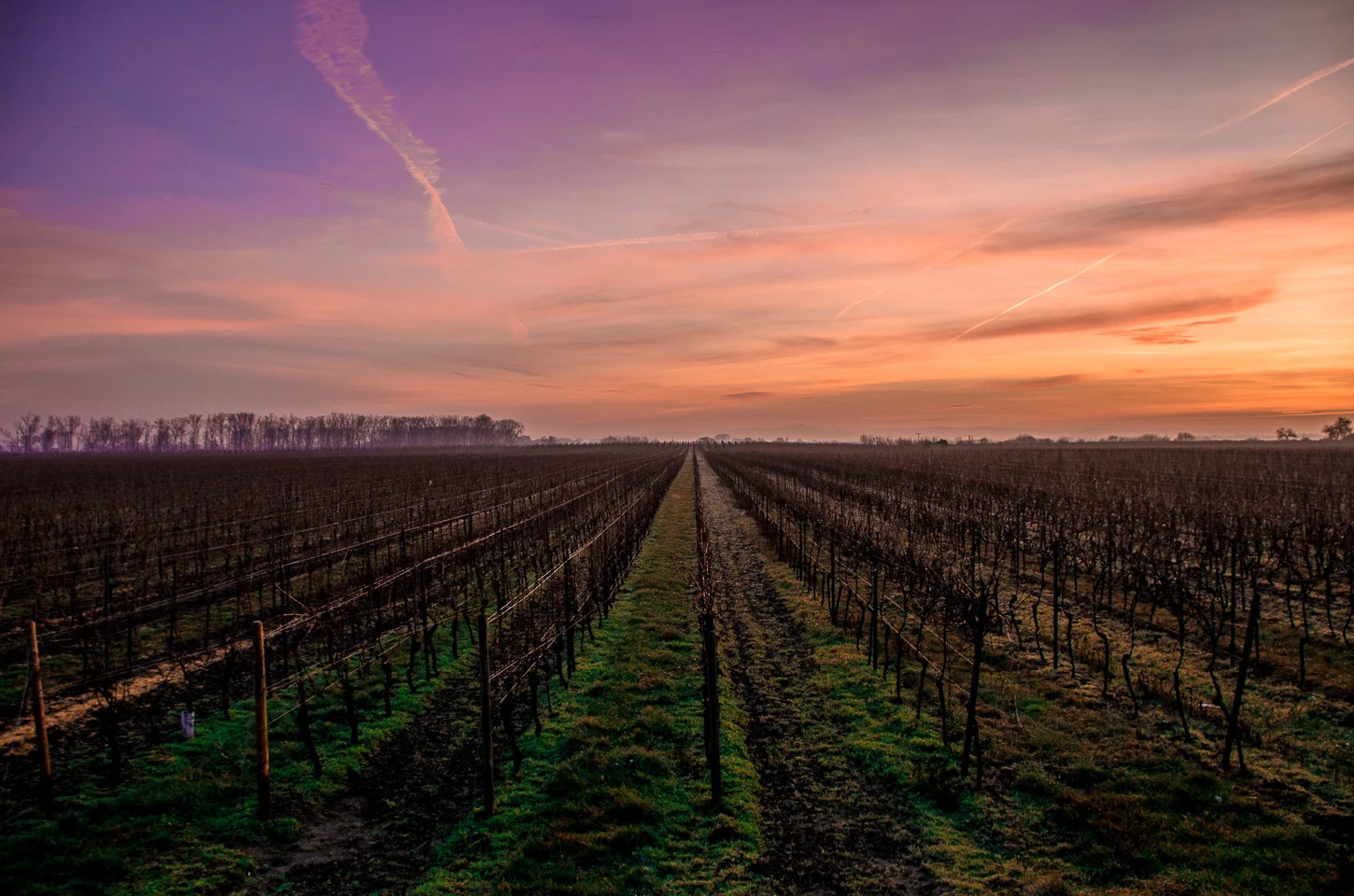 GrapeCrop(LR).jpg