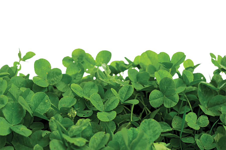 The Effectiveness of Fertigate N