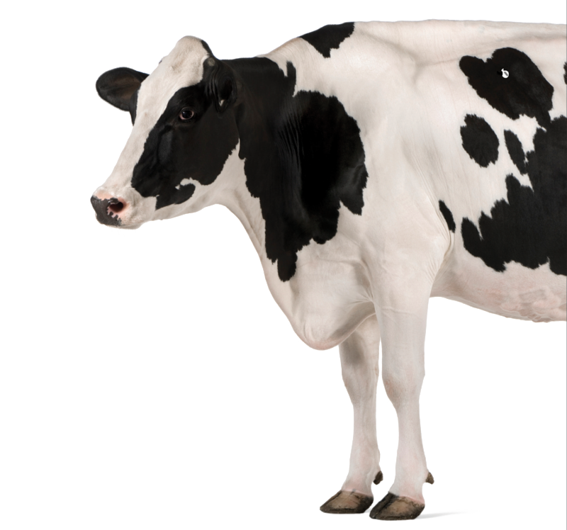 Qualigrass Cow.png