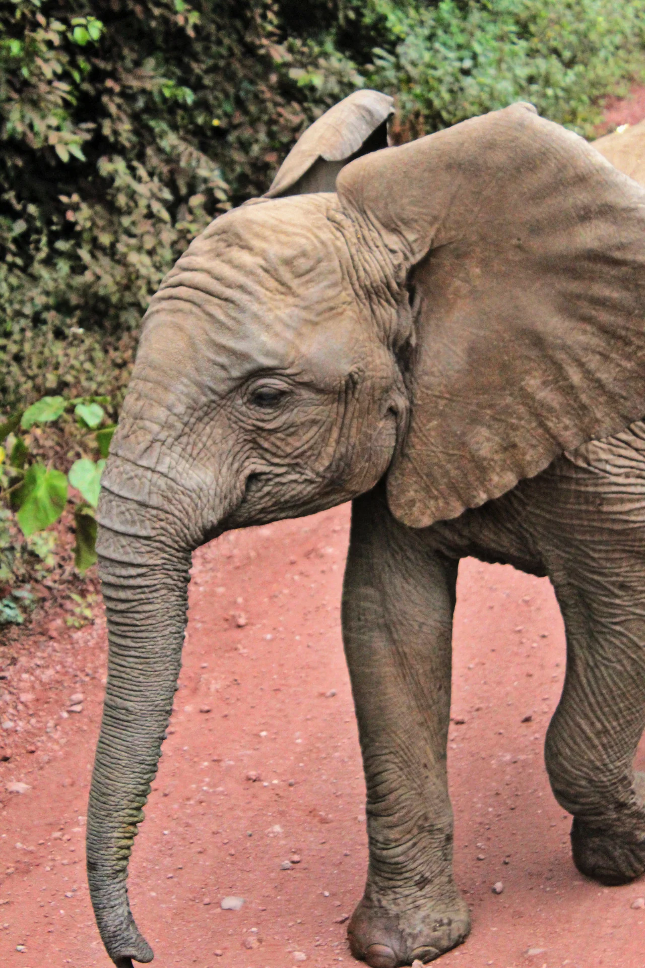 Elephant2.jpg