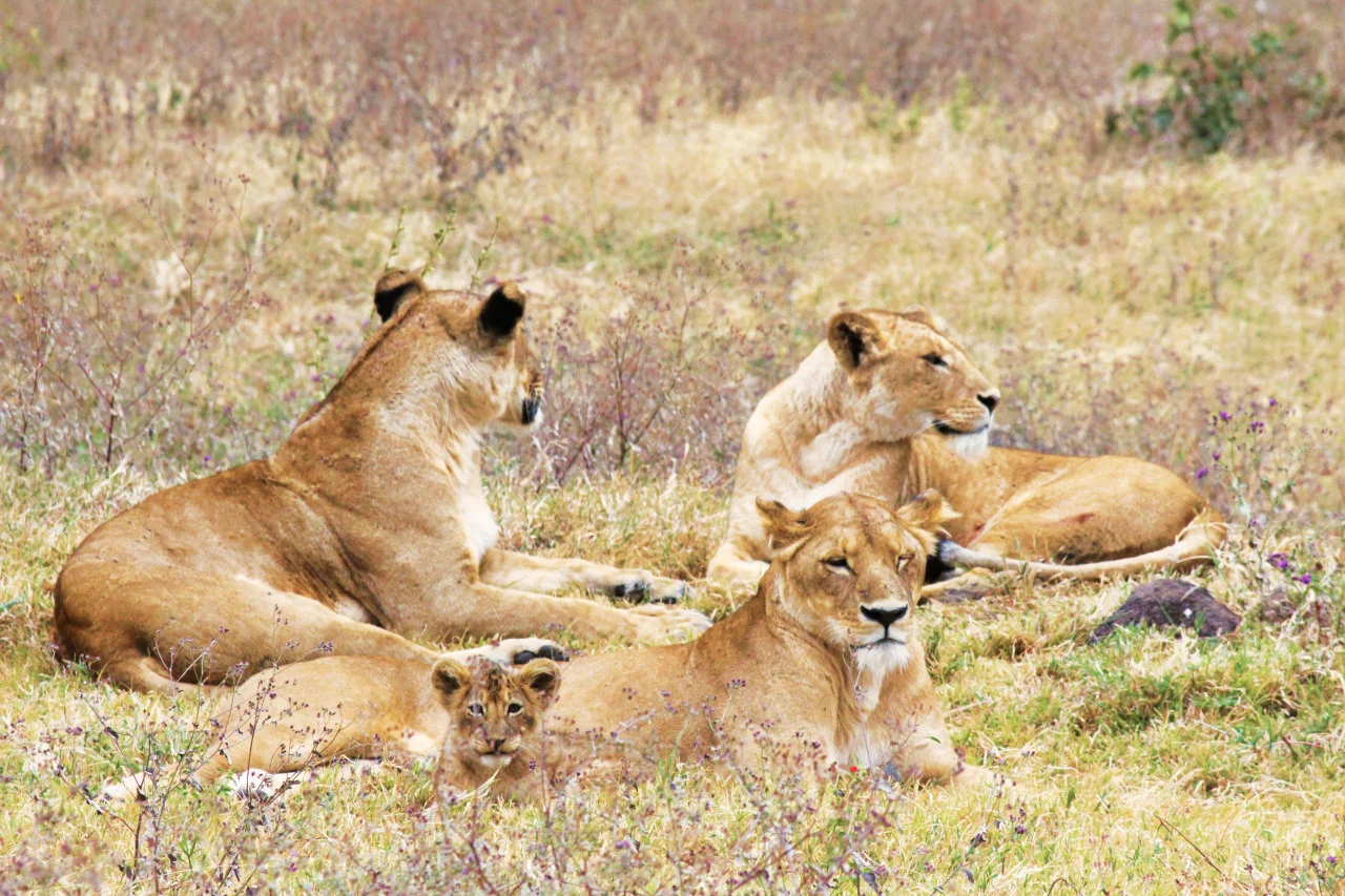 Lions2.jpg