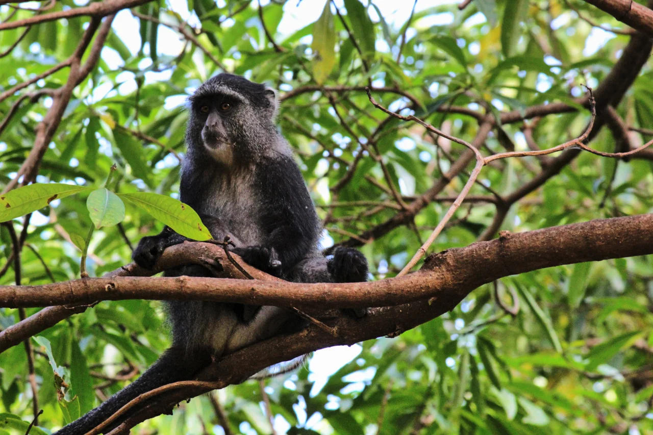 Monkey.jpg