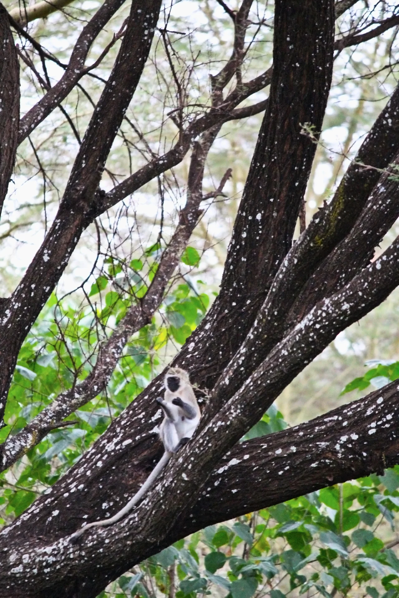 Monkey4.jpg