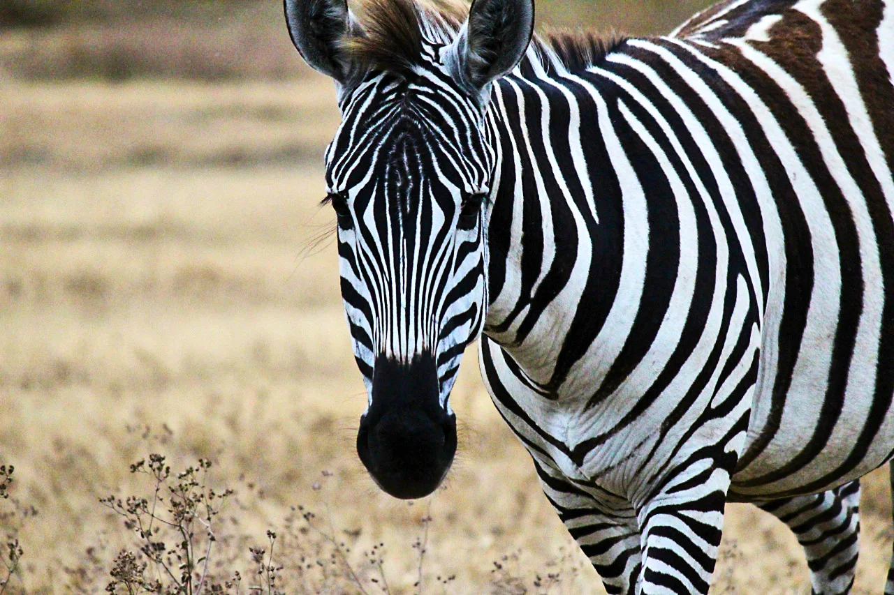 Zebra.jpg