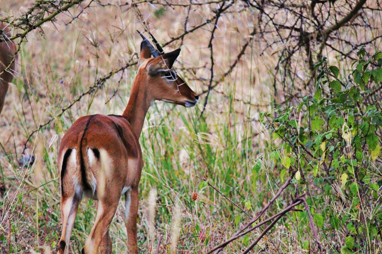 Antelope2.jpg