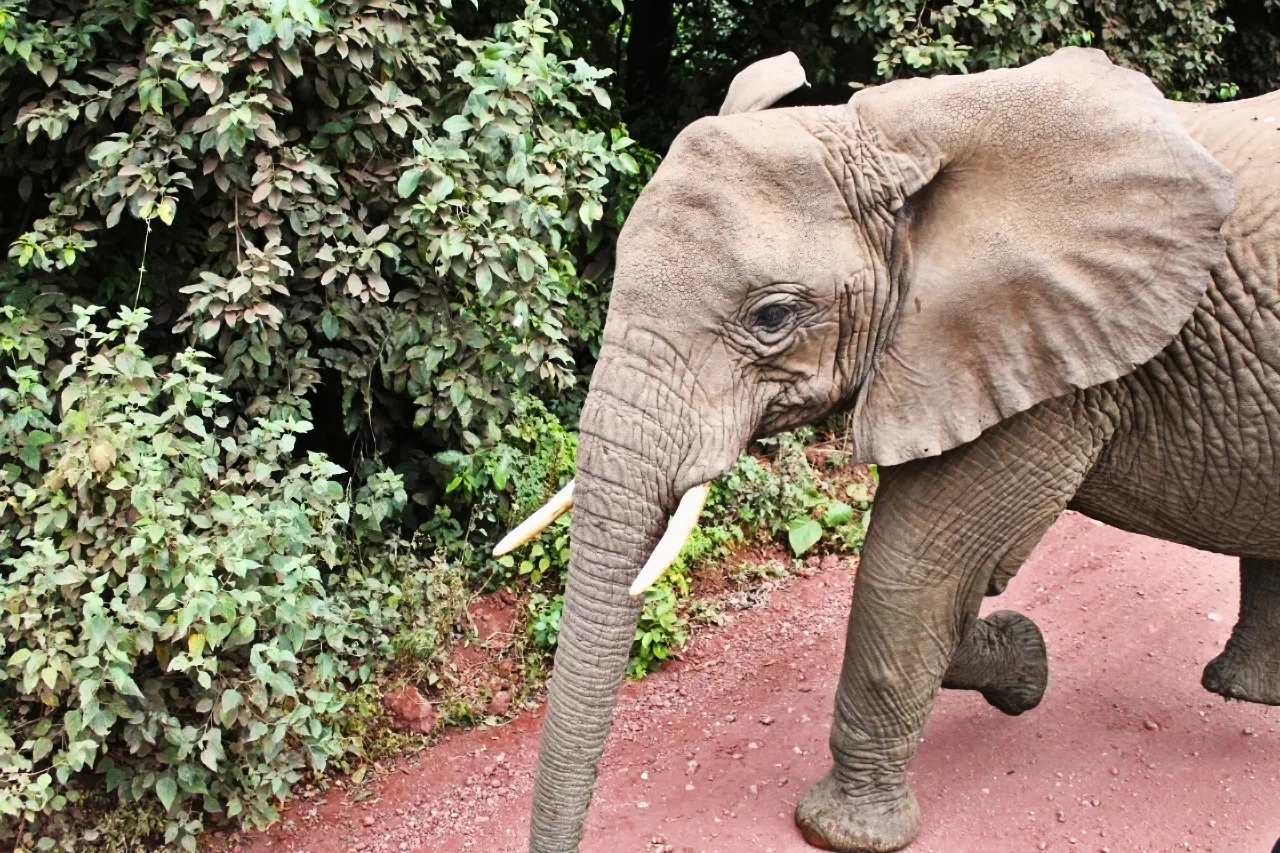 Elephant.jpg