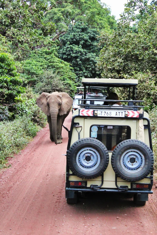 Elephant3.jpg