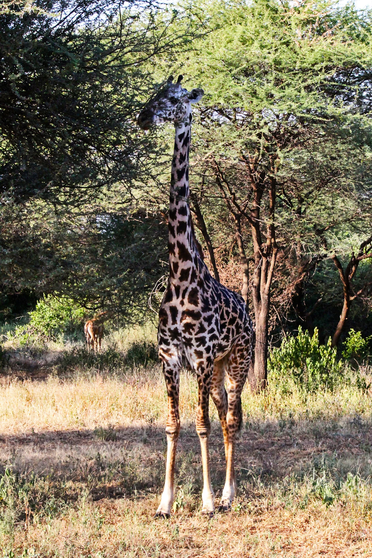 Giraffe.jpg