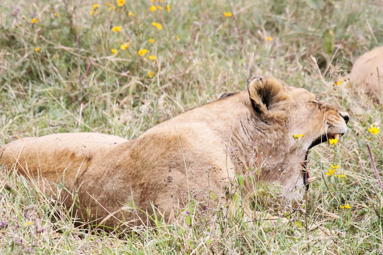 Lion4.jpg