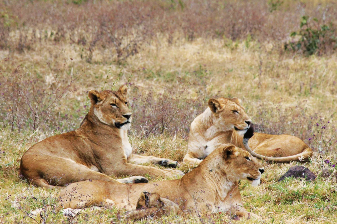 Lions.jpg