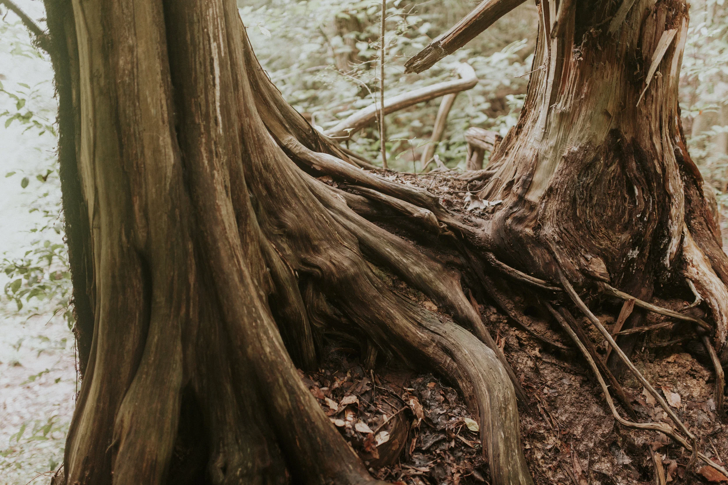 Header-Our Story.jpg