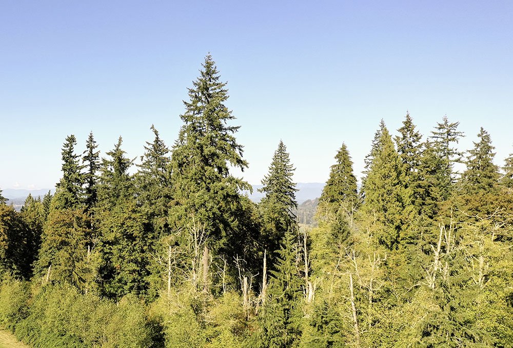 5-Land and Trees Small.jpg