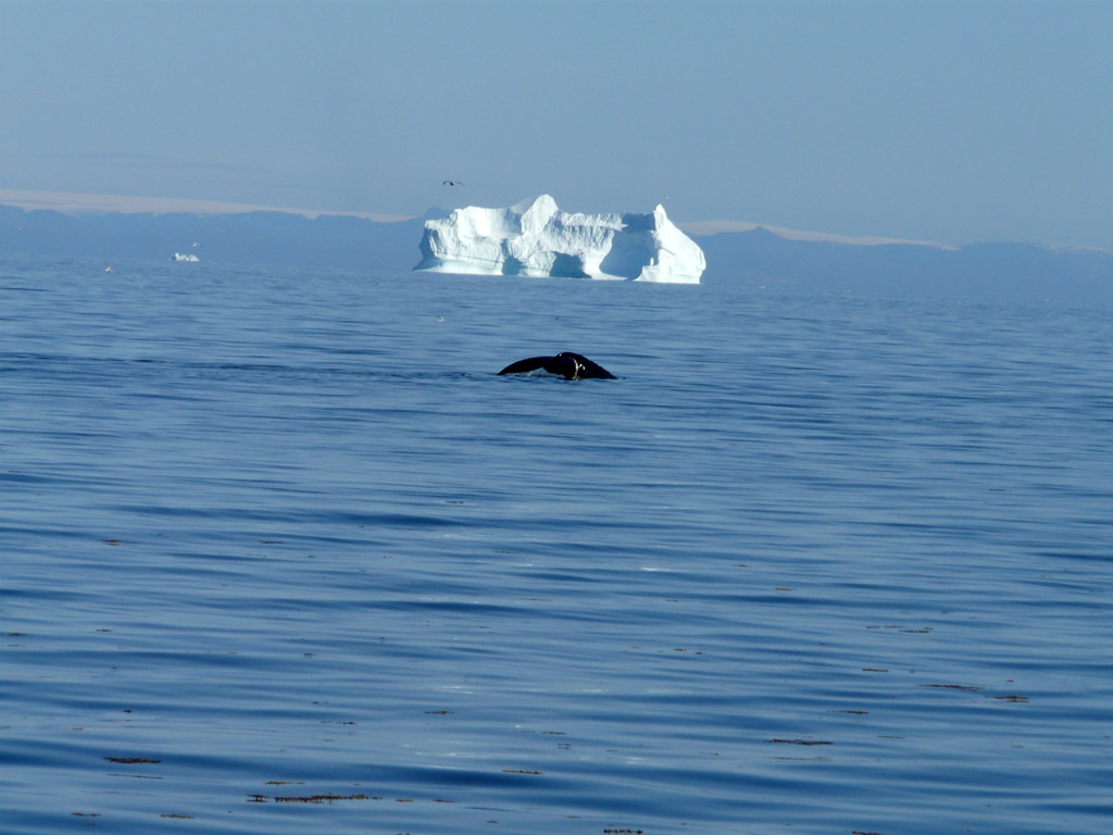 a whale passing by, en route from Aasiaat to Qasigiannguit