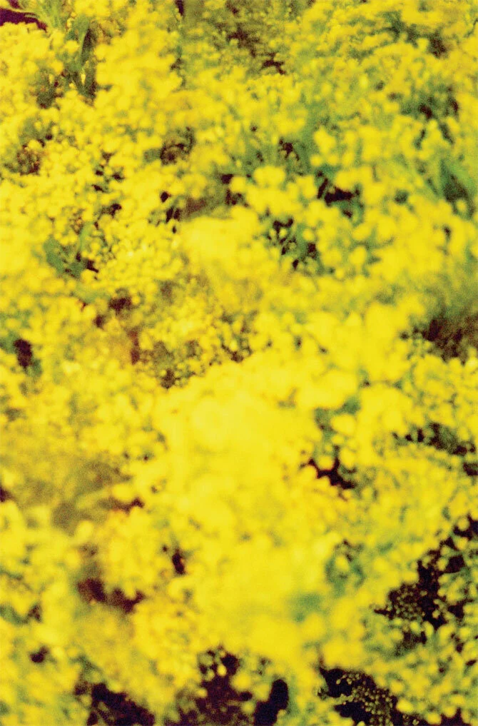 ryan-mcginley.jpg