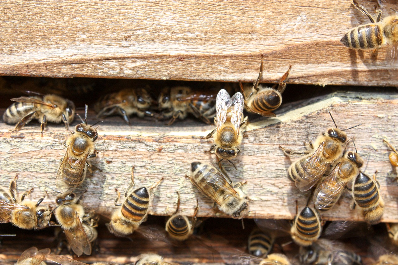 bees-2135428_1280.jpg