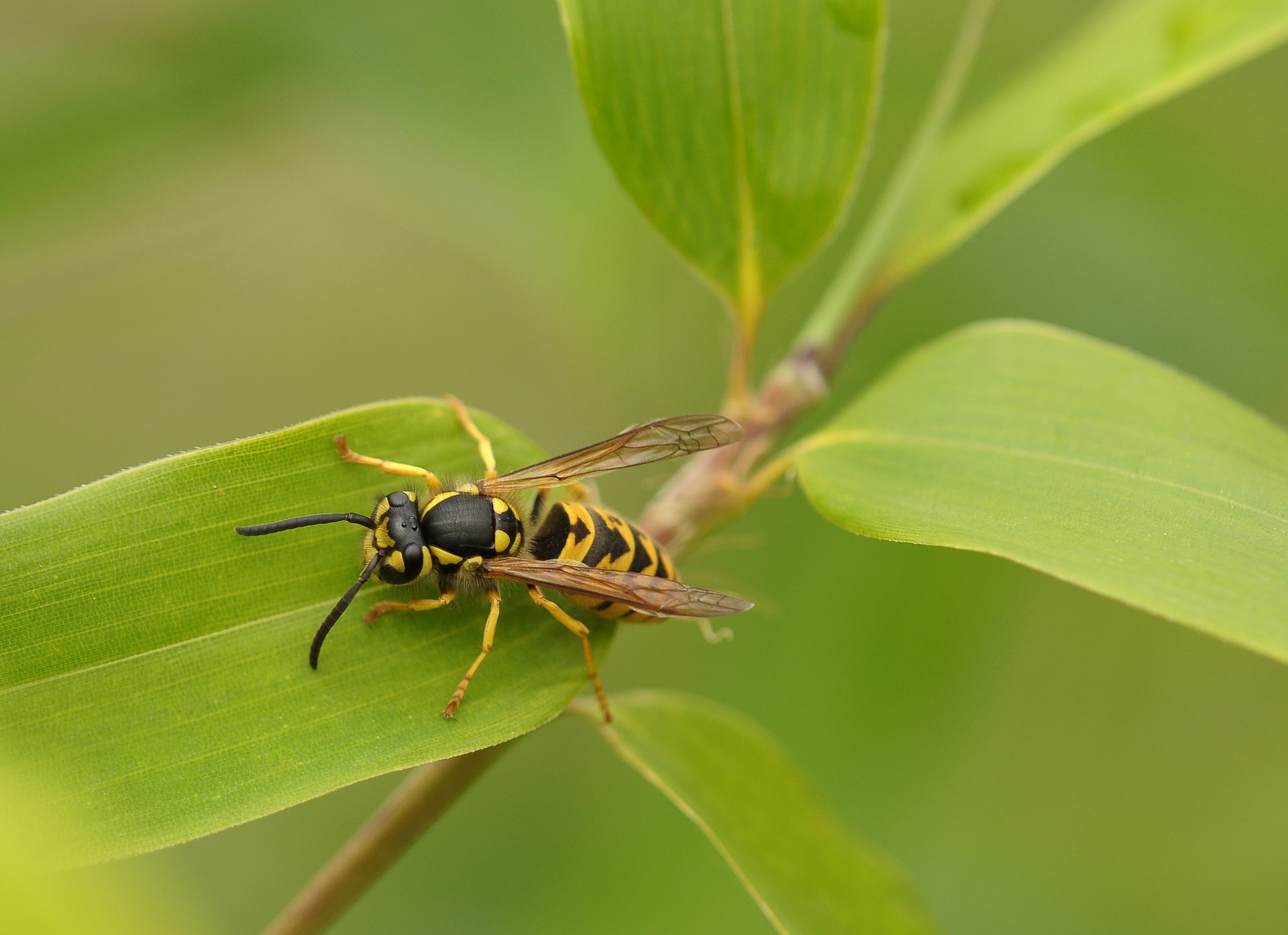 wasp-1578524_1920.jpg