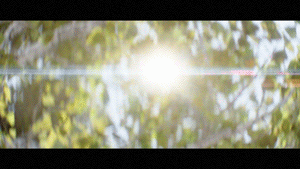 acadia_forest_website_thumbnail_a.gif