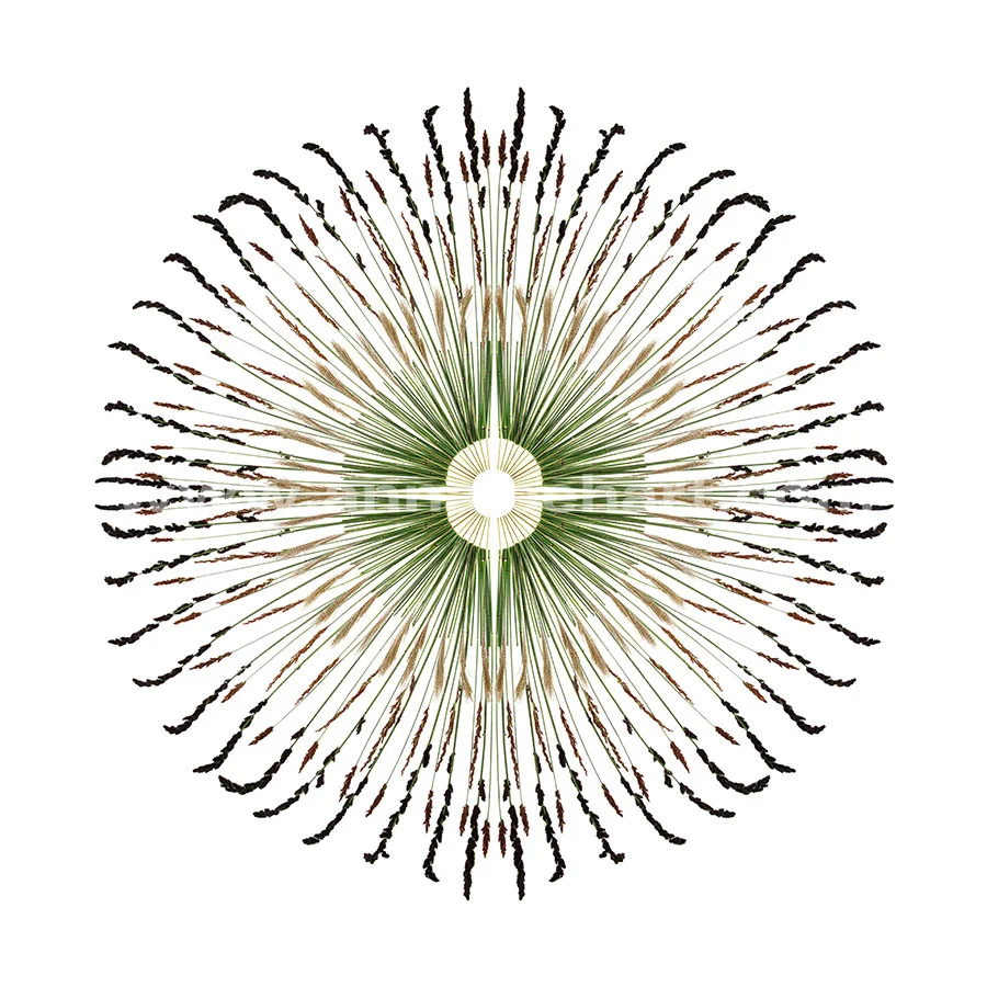 "REEDS"