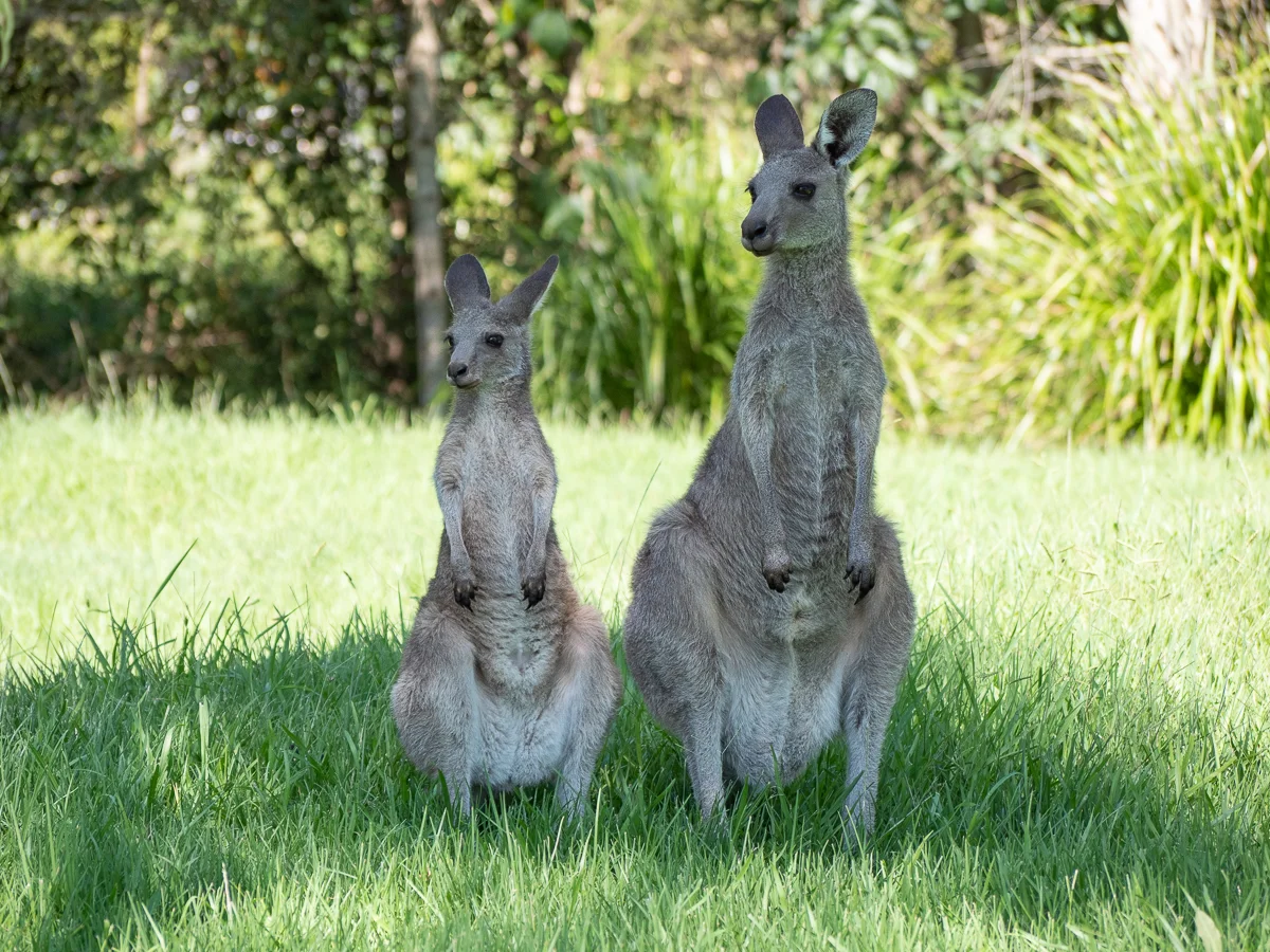 Acorn-Eikaiwa-Australia-Picks032019-2.jpg