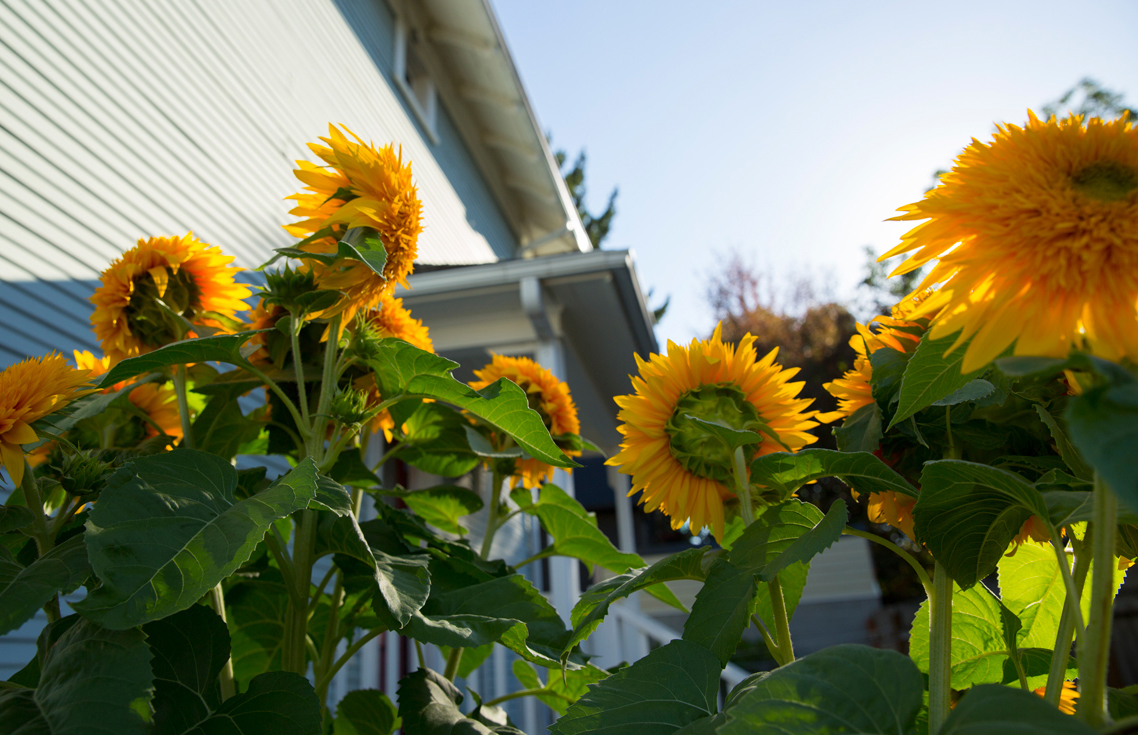 Fuchsia's sunflower garden of dreams
