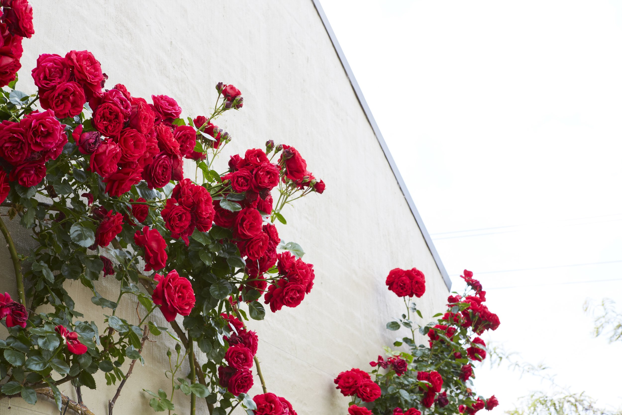 Climbing rose 