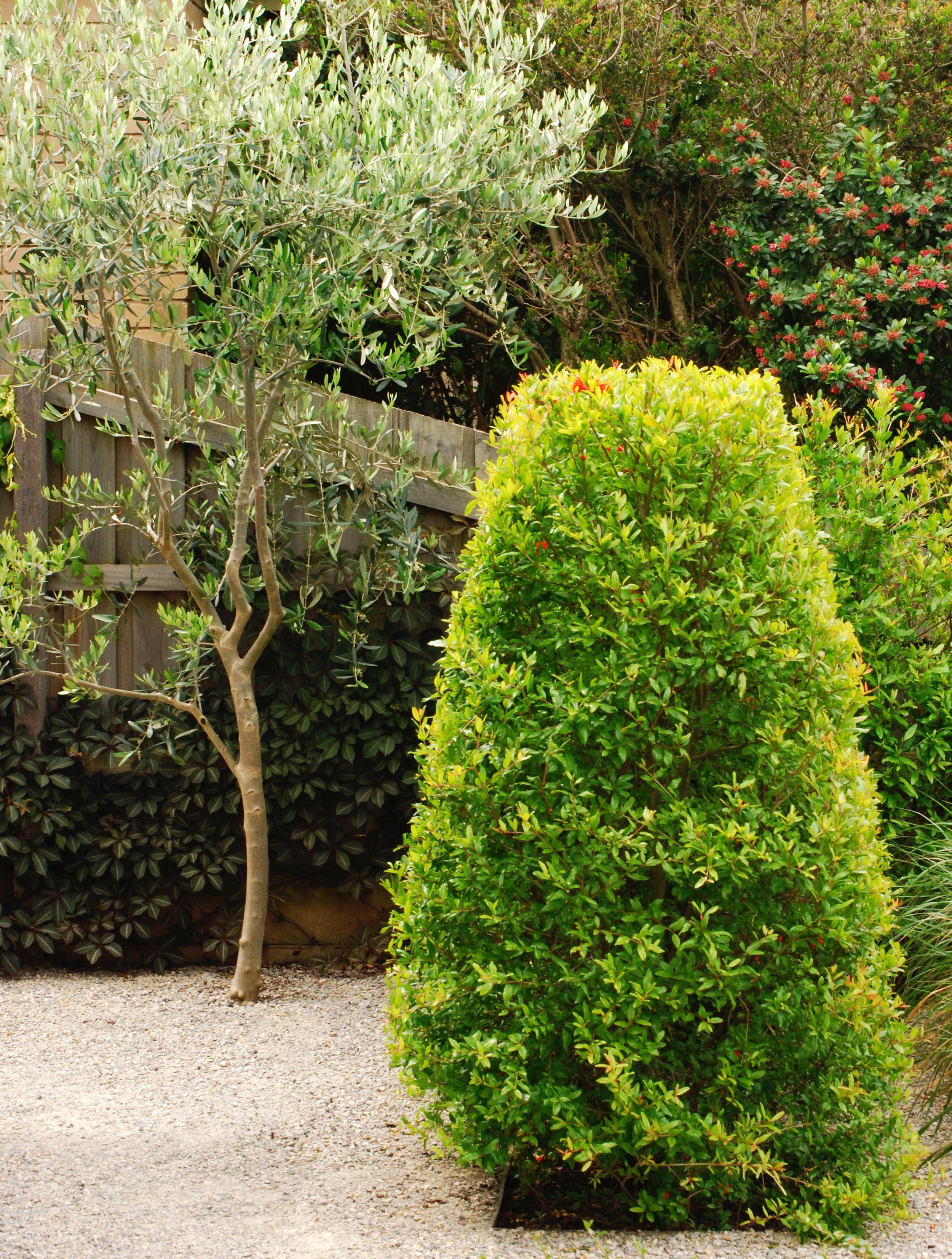 Pomegranete hedge and olive