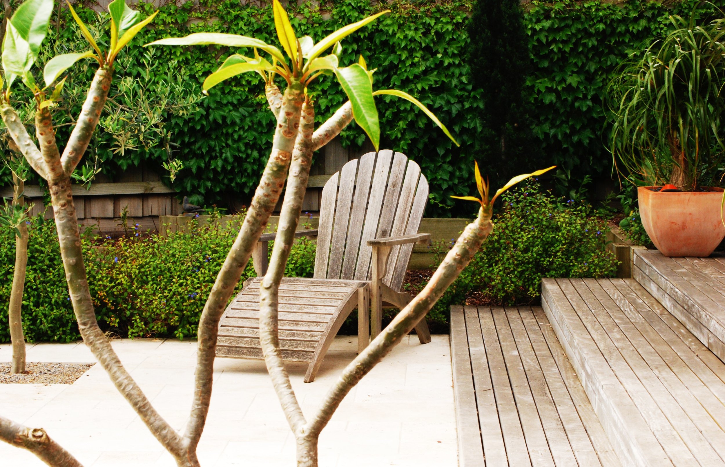 seat and frangipani