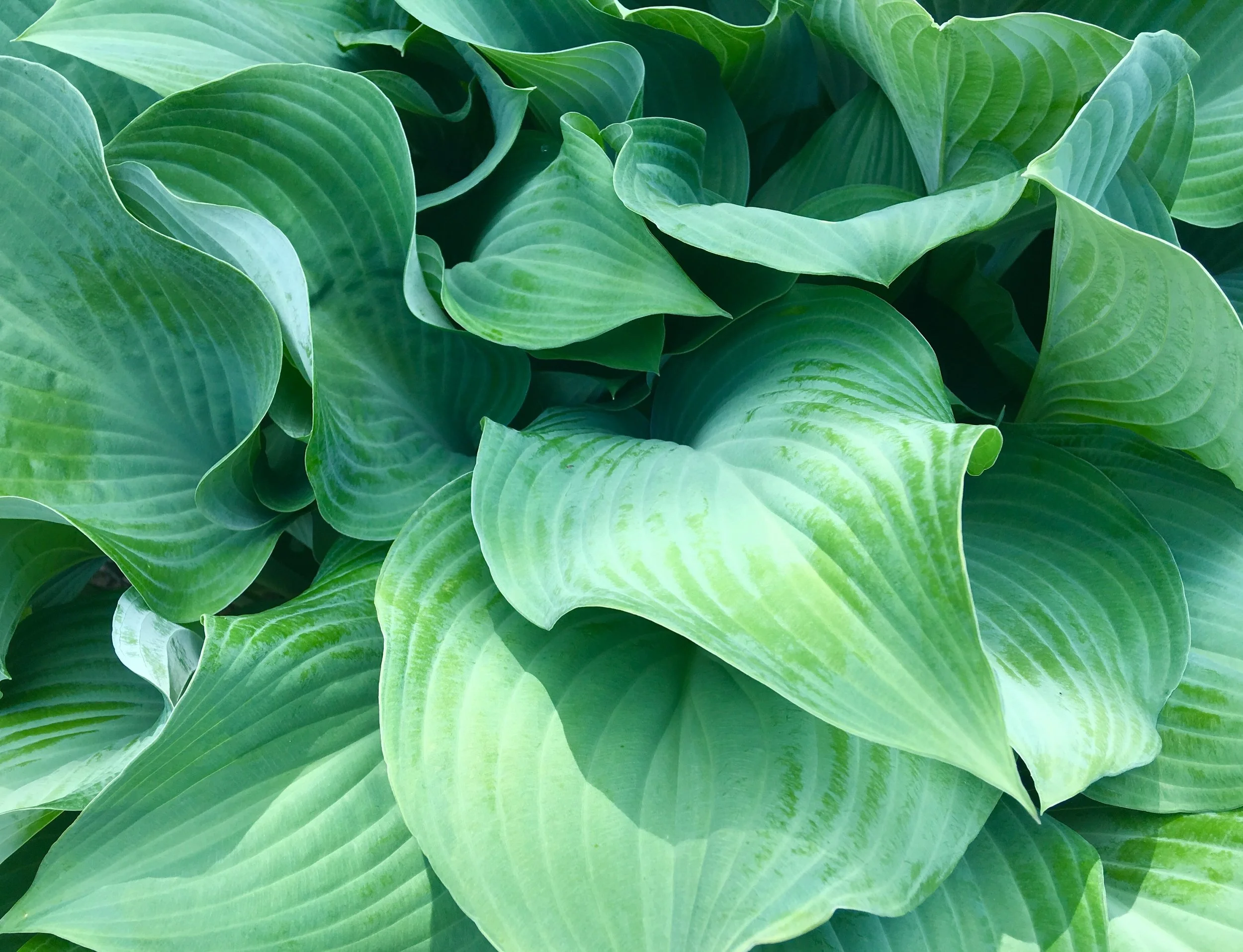 green-2384954.jpg
