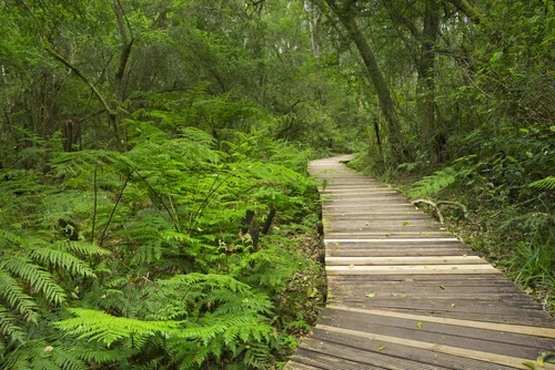 It is possible to copy the vertical layers of a forest and pack plants in.