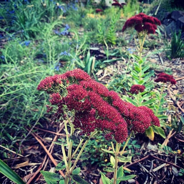 Love this brick colour that Autumn Joy turns at this time of year.