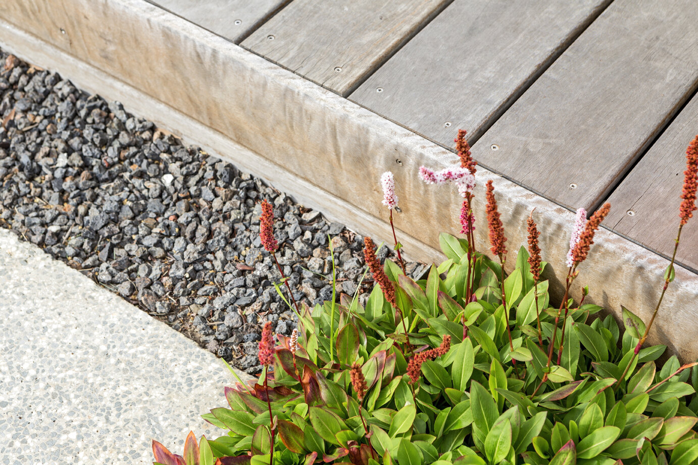 Persicaria affinis