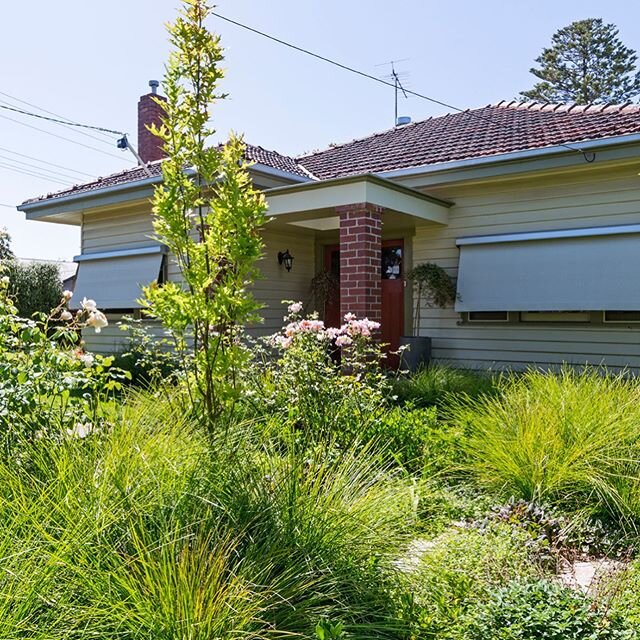 The little Manifold Heights garden is growing well. The owners are doing a really good job of looking after it.  @jeremyhallbuilders @patrickredmondphotography #quercuspalustrisgreenpillar #davidaustinroses #lomandratanika #droughttolerant #garden