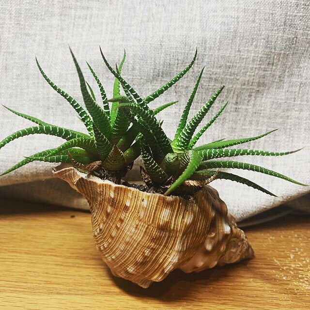 Hermit Haworthia