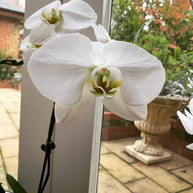 #phalenopsis left over from a wedding in early March. Such good value 😍